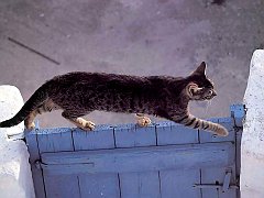 Gatti (259)
